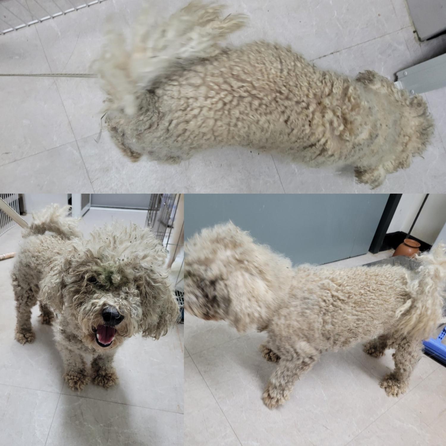 비숑 프리제 이미지 파일 입니다.